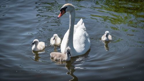 Swans swimming in lake