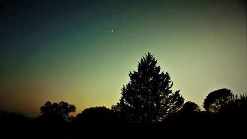 Low angle view of silhouette trees against sky at night