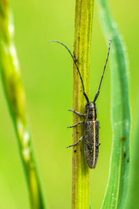 Close-up of insect