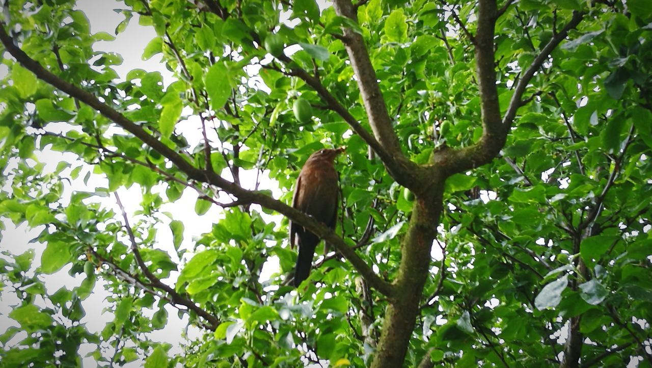 LOW ANGLE VIEW OF BIRDS PERCHING ON TREE IN FOREST