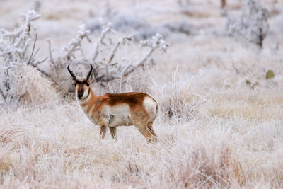 Side view of deer standing on snow covered field