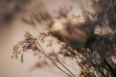 Close-up of wilted plant