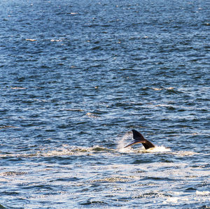 View of a swimming in sea