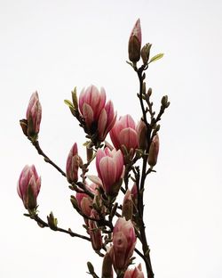 Low angle view of pink flowers against sky