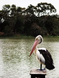 Close-up of pelican on lake