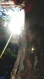 Low angle view of lizard on tree