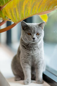 Close-up portrait of a cat