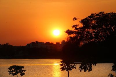 Silhouette trees by plants against orange sky during sunset