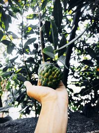 Midsection of person holding fruit on tree