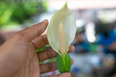 Close-up of hand holding fruit