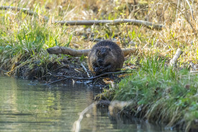 View of duck drinking water from lake