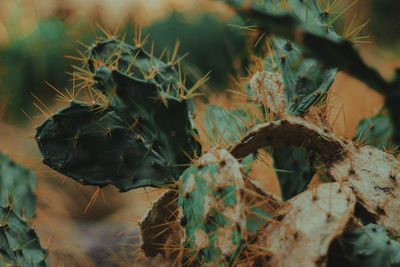 Close-up of plant