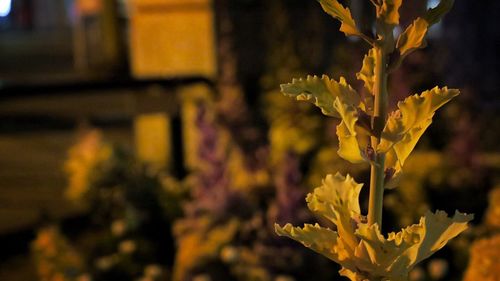 Close-up of leaves on plant