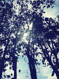 Low angle view of trees against sky