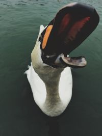 Close-up of swan swimming in lake