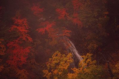 Trees in forest during autumn