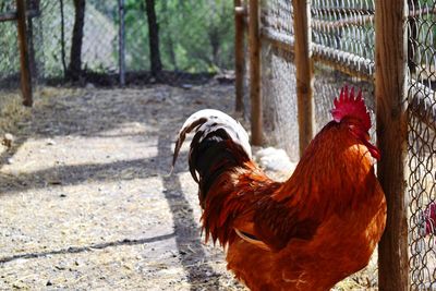 Rooster on tree