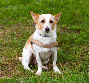 Portrait of dog sitting on grass