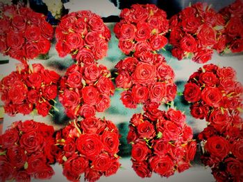 Close-up of red flowers