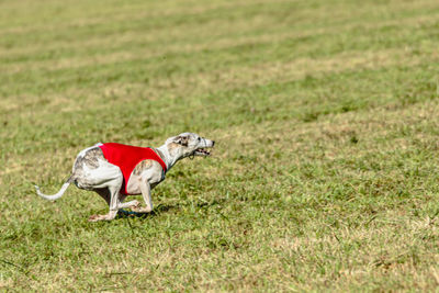 Whippet dog