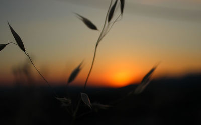 Plants at sunset