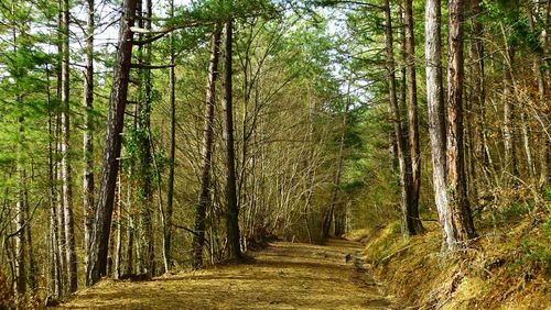 Trees growing in forest