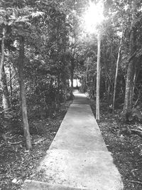 Trees in forest