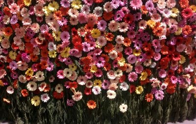 Full frame shot of multi colored flowers