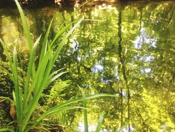 Close-up of fresh green plants in forest