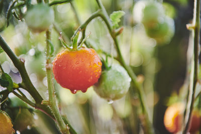 Close-up of wet cherries on plant