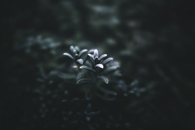 Close-up of flower blooming outdoors