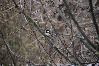 Bird perching on branch