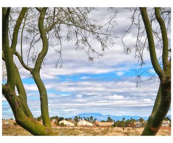 Trees on beach against sky