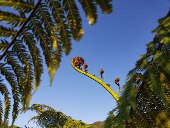 Low angle view of plants against clear sky