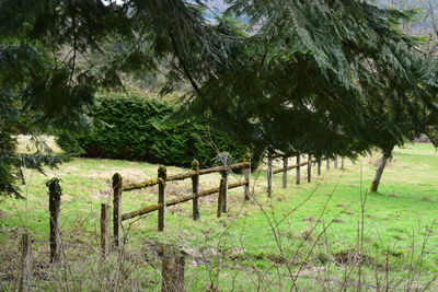 Trees on field