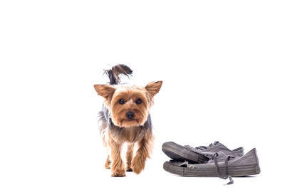 Portrait of dog over white background
