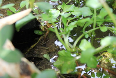 High angle view of plants