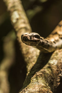 Close-up of snake on tree branch