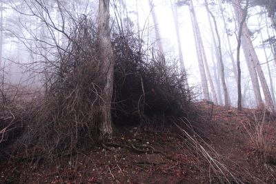 Bare trees in forest