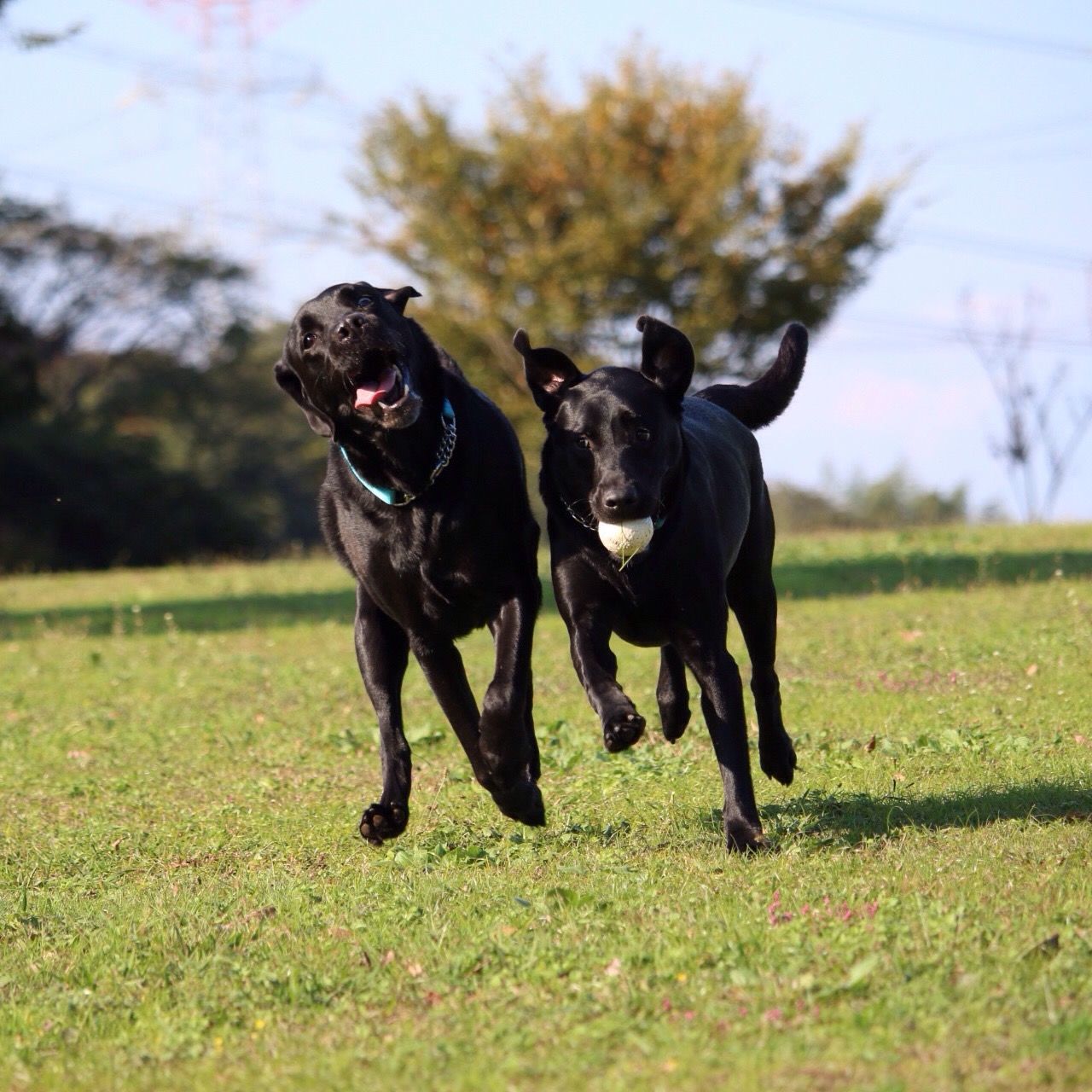 animal themes, domestic animals, dog, pets, grass, one animal, mammal, field, grassy, black color, full length, focus on foreground, two animals, running, day, green color, nature, outdoors, standing, selective focus