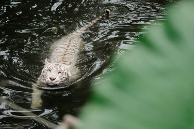 High angle view of cat swimming in lake