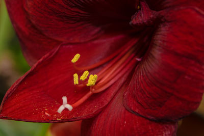 Close-up of red amaryllis blooming outdoors