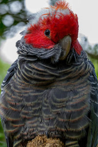 Close-up of parrot