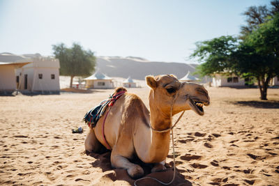 Camel in desert