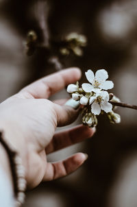 Close-up of hand holding white flowering plant