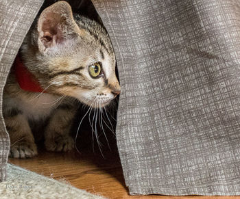 Close-up portrait of cat sitting