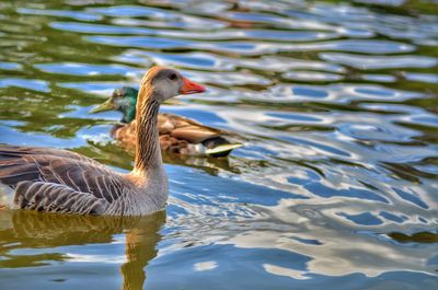 Duck swimming in lake