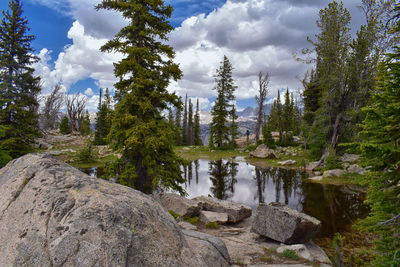 Panoramic shot of pine trees in forest against sky