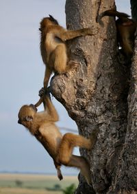 Monkeys on a tree