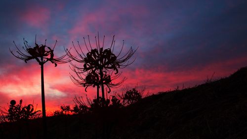 Silhouette of trees at sunset